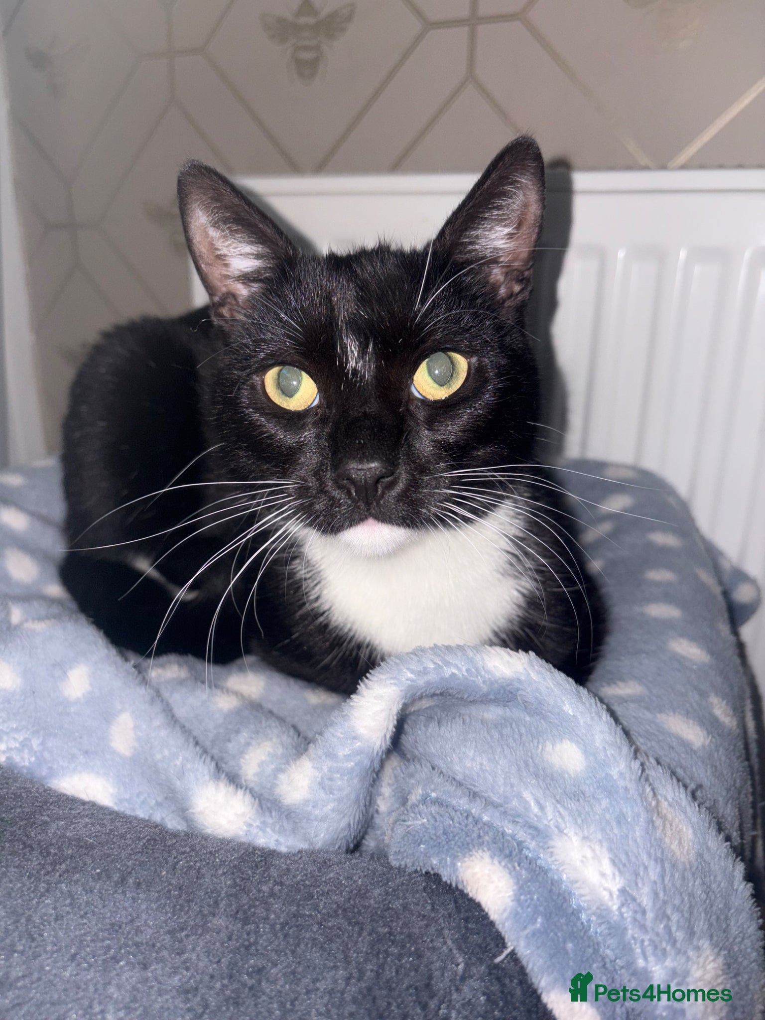 Mixed Breed cats for sale: black and white male cat  in Lichfield - Advert 3