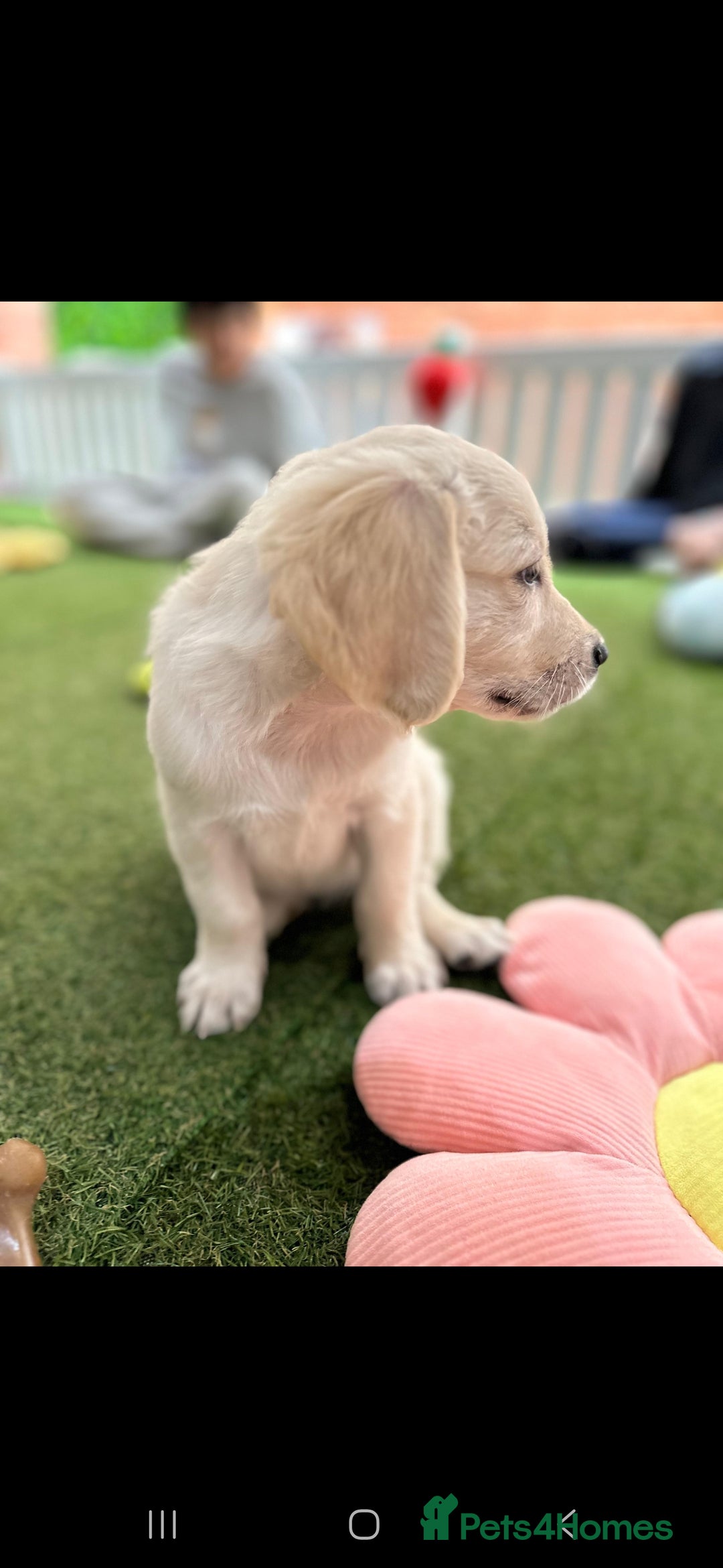 Golden Retriever dogs for sale: Beautiful Golden Retriever Puppies - Image 17