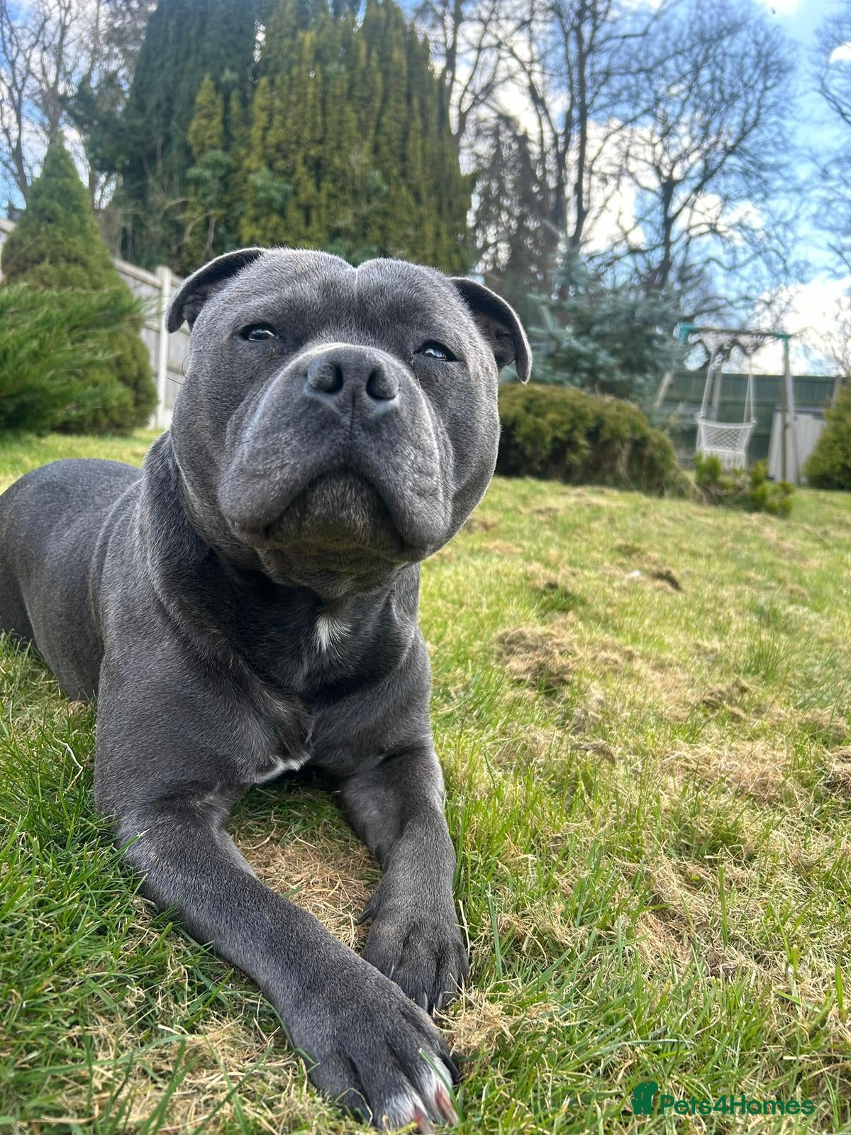 Staffordshire Bull Terrier dogs KC blue staffordshire bull terrier  in Worcester - Advert 16