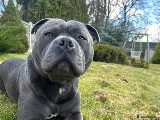 Staffordshire Bull Terrier dogs KC blue staffordshire bull terrier in Worcester - Advert 13