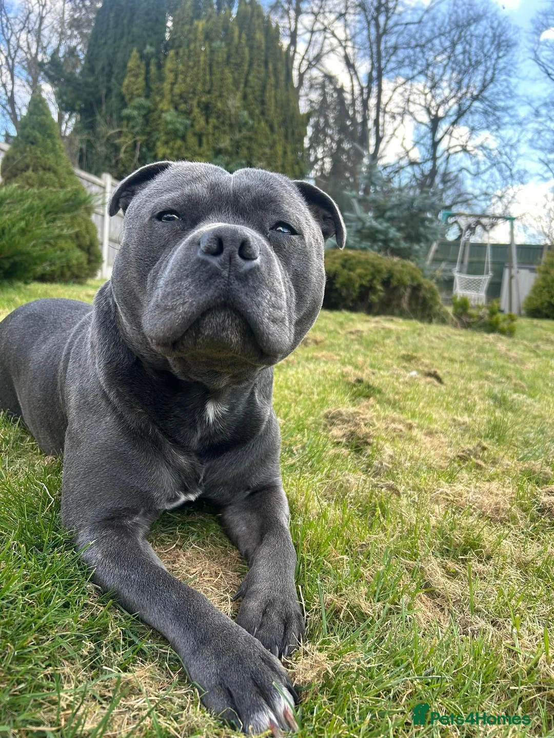Staffordshire Bull Terrier dogs for stud: KC blue staffordshire bull terrier  in Worcester - Advert 1
