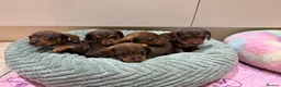 Miniature Dachshund dogs for sale: Chocolate & Tan Miniature Dachshund Pups  - Advert 6