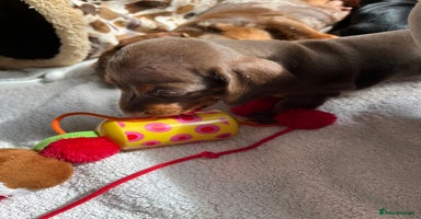 Miniature Dachshund dogs - Advert 2
