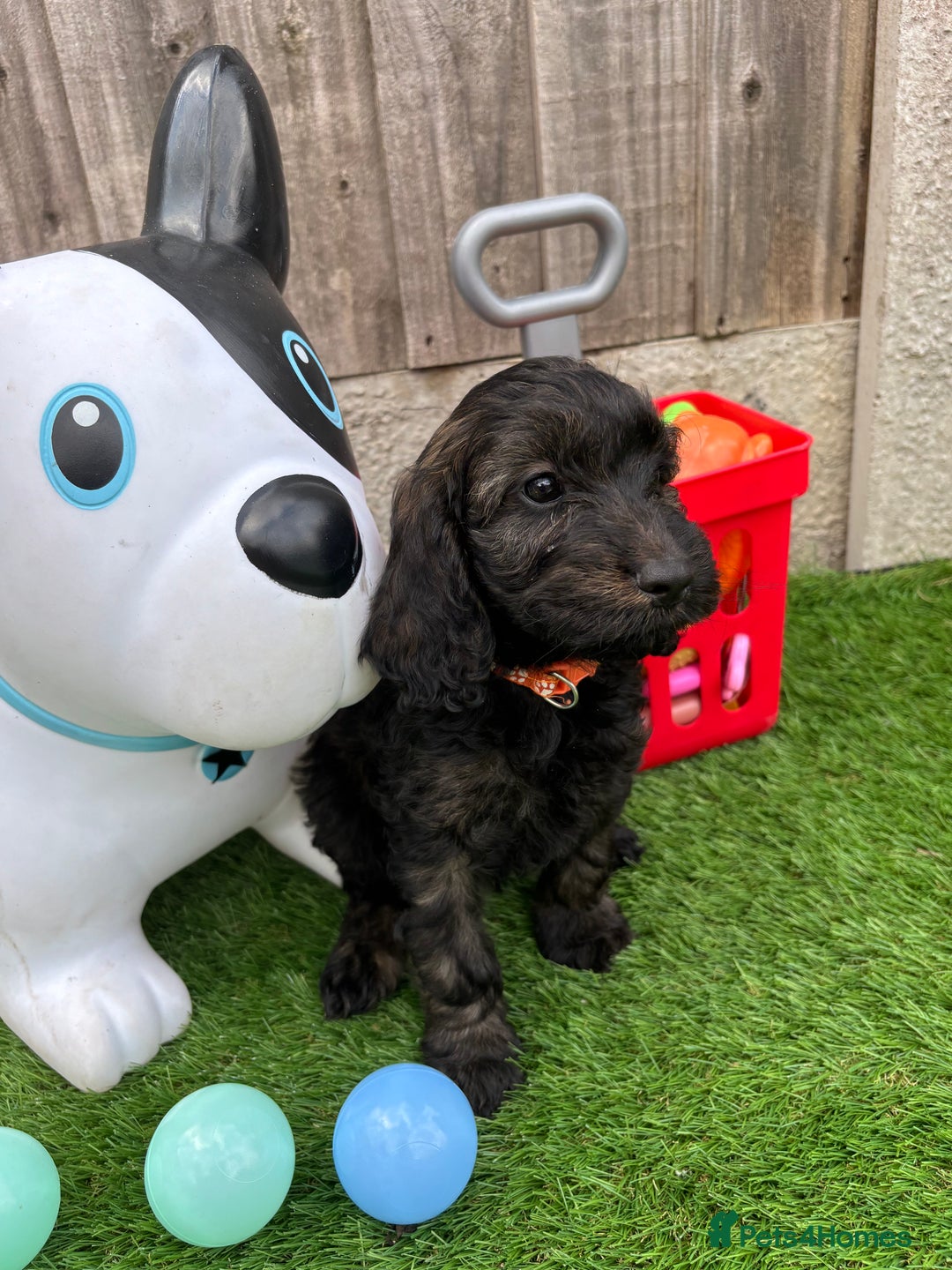 Cockapoo dogs for sale: COCKERPOO’S READY TO LEAVE NOW!  - Image 6