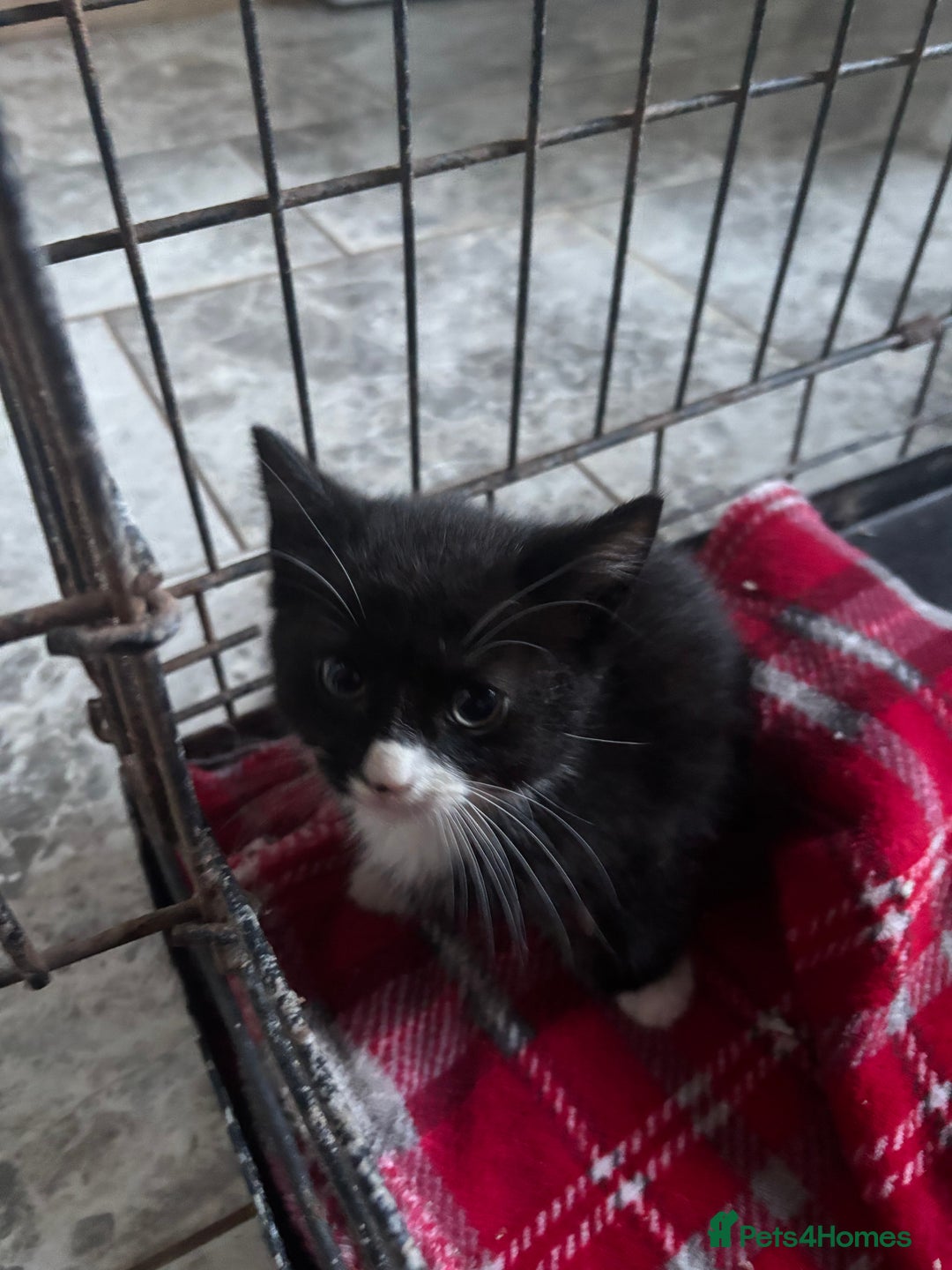 Mixed Breed cats for sale: 6 mixed breed kittens - Image 3