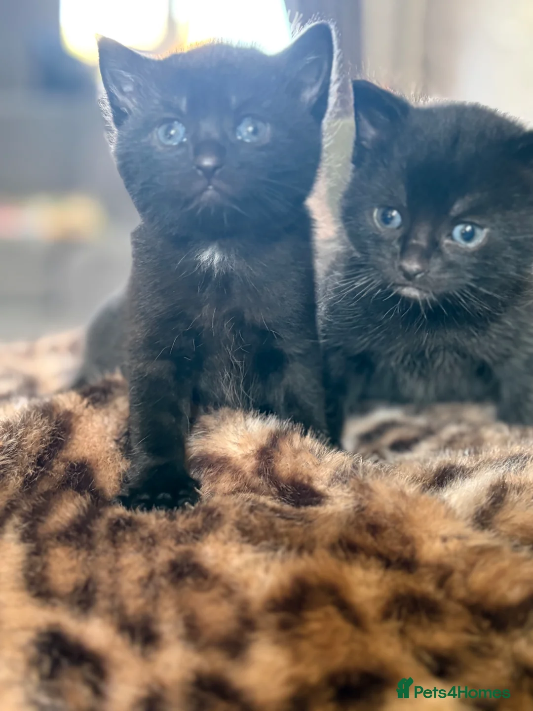 Mixed Breed cats for sale: Two beautiful males  - Advert 1