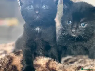 Mixed Breed cats Two beautiful males - Advert 7