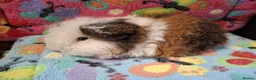 Guinea Pig rodents for sale: Baby Longhaired Boars Texel/Merino/Teddies RTR  - Advert 33