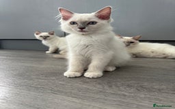 Ragdoll cats for sale: GCCF Lilac Ragdoll Kitten 1 remaining - Reduced in Bishop Auckland - Image 9