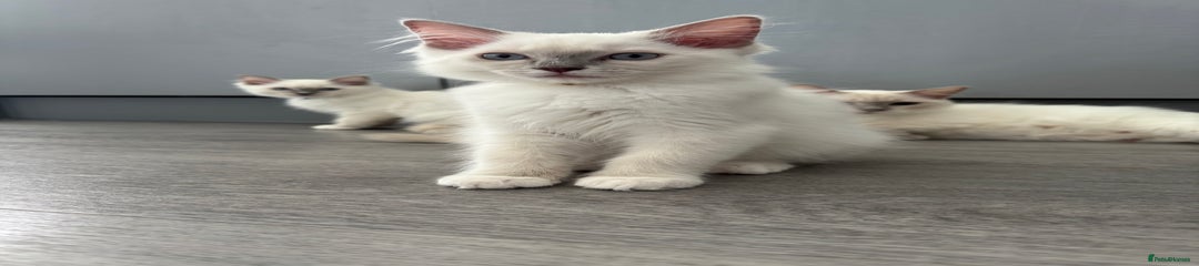 Lilac Mitted (Arla)