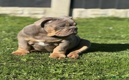 English Bulldog dogs for sale: Quality English bulldog now reduced  - Image 13