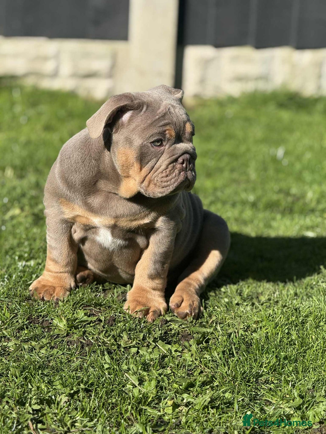 English Bulldog dogs for sale: Quality English bulldog now reduced  - Image 13