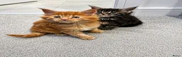 Maine Coon cats for sale: 7 adorable Pure Bred Mainecoon - Advert 32
