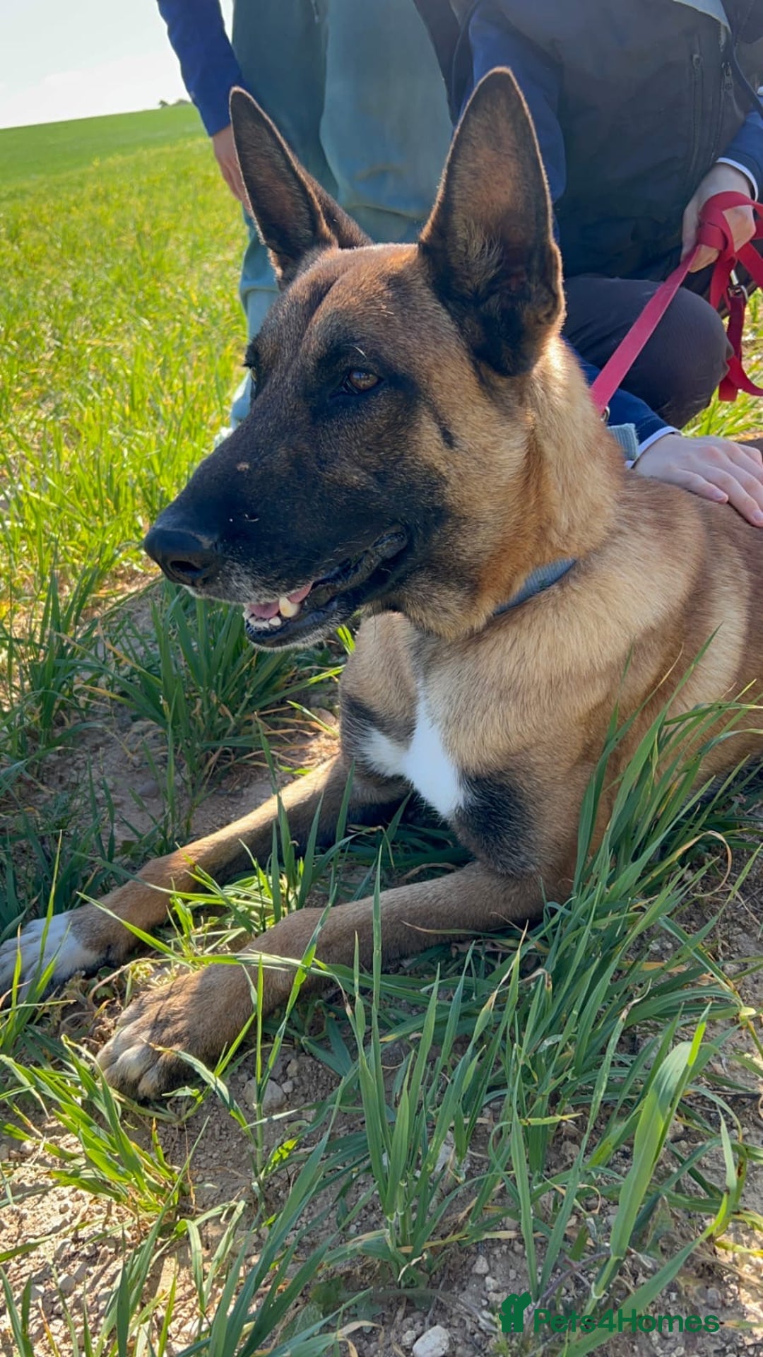 Belgian Shepherd Dog dogs for adoption: Taco is ready for adoption or a foster home - Advert 6