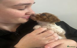 Cavalier King Charles Spaniel dogs for sale: cavalier king charles spaniels 1 little girl left - Image 2