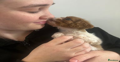 Cavalier King Charles Spaniel dogs - Advert 4