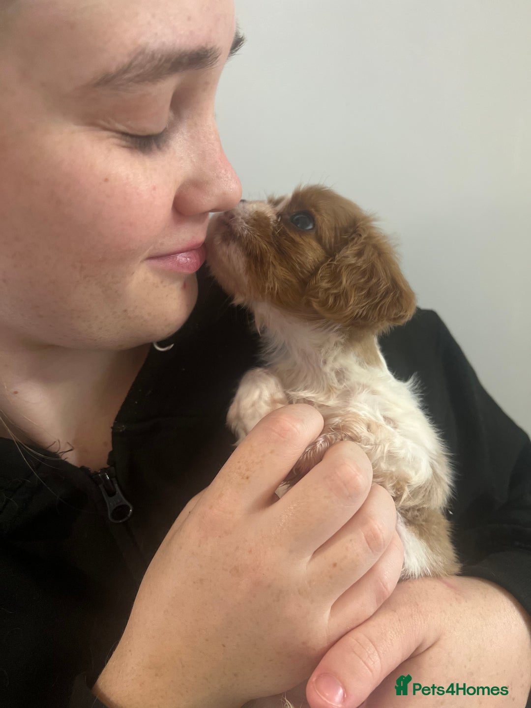 Cavalier King Charles Spaniel dogs for sale: cavalier king charles spaniels 1 little girl left - Image 2