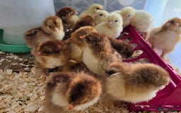 Chickens poultry for sale: Pure Breed Brahma & Bresse Chicken Chicks - Image 1