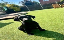 Labrador Retriever dogs for sale: Stunning litter of Black Labrador puppies  in Lydbury North - Image 21