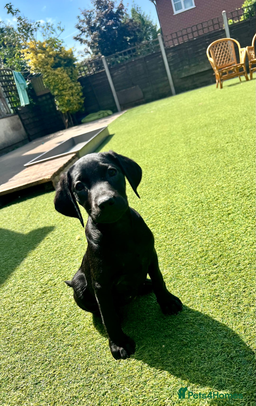 Labrador Retriever dogs for sale: Stunning litter of Black Labrador puppies  in Lydbury North - Image 21