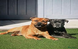 Staffordshire Bull Terrier dogs for sale: Floyd & Sky - Image 5