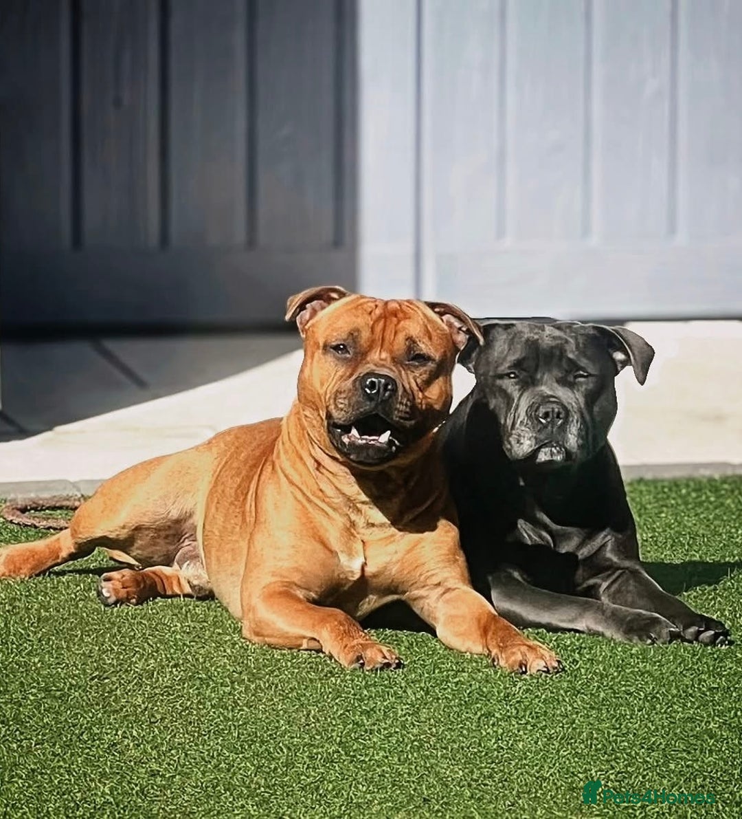 Staffordshire Bull Terrier dogs for sale: Floyd & Sky - Image 5