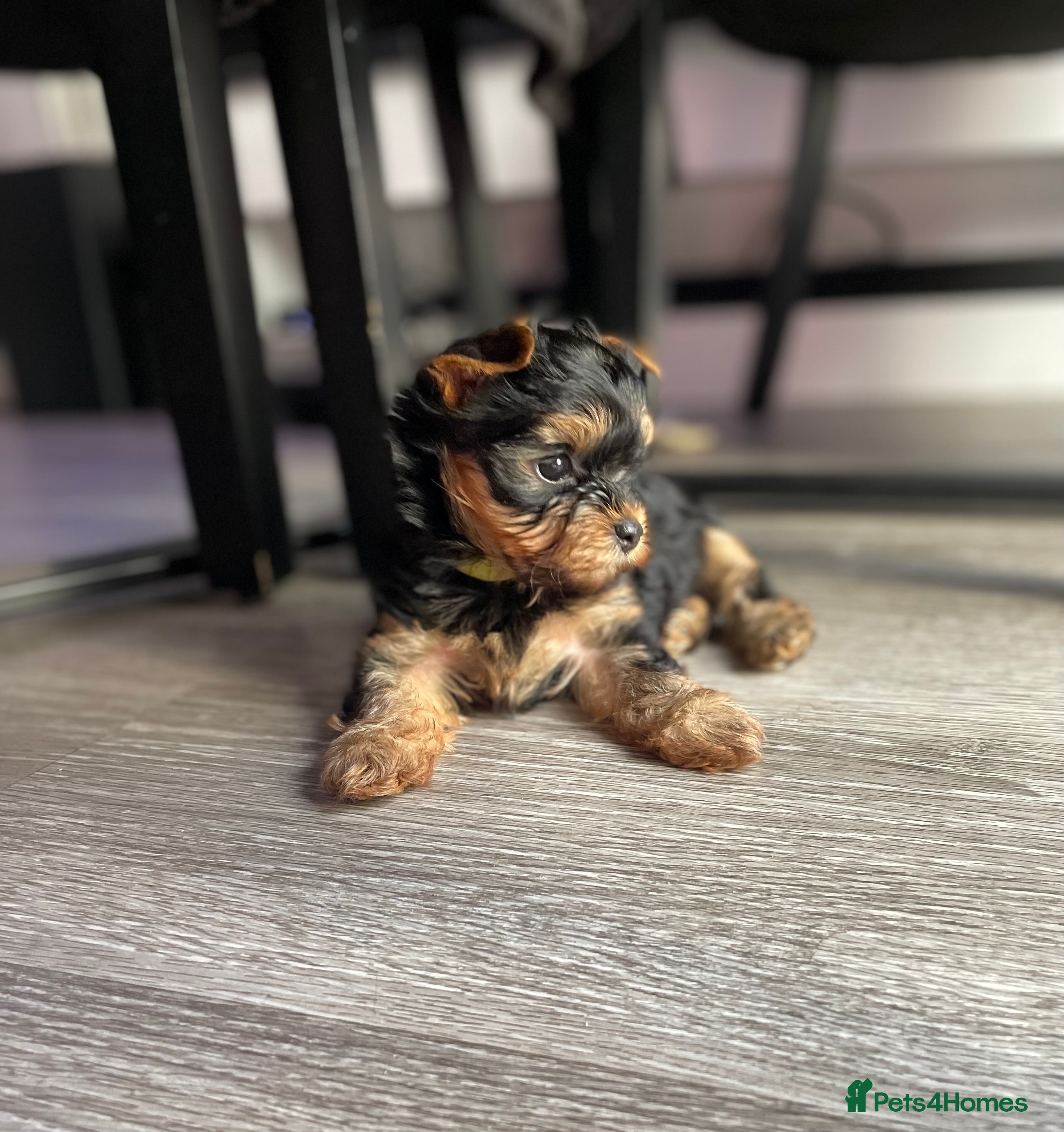 Yorkshire Terrier dogs last one ‼️‼️pedigree yorkshire terrier ‼️‼️ - Advert 2