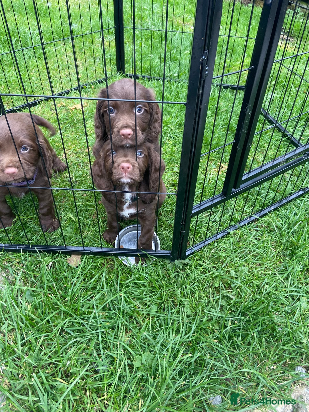 Sprocker dogs for sale: 1 chocolate boy sproker 10 weeks  - Image 18