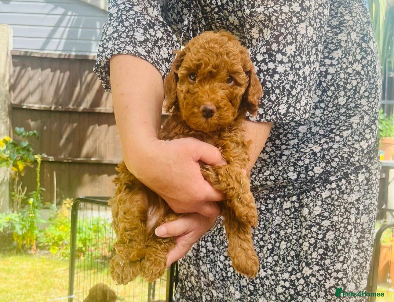 Cockapoo dogs Cockapoo Hypoallergenic F1bb puppies for sale  - Advert 2