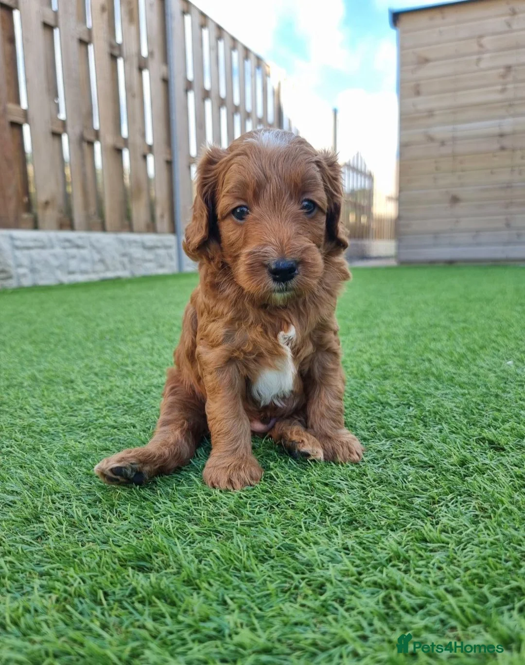 Goldendoodle dogs for sale: Red and white F1b miniature goldendoodle, last boy - Advert 1
