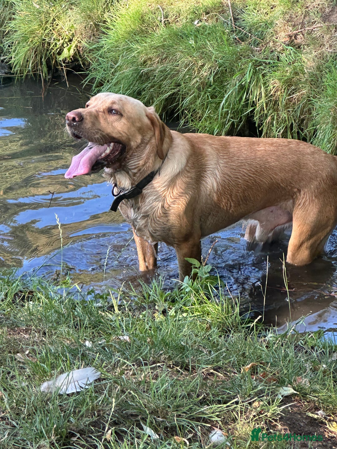 Goldador dogs for sale: Goldadors from KC registered parents  - Advert 10