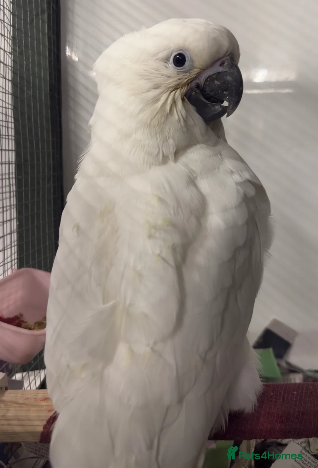 Parrots birds for sale: Baby Sulphur-crested & Umbrella Cockatoos - Advert 2