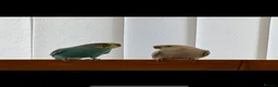 Budgerigars birds for sale: Two lovely budgies  - Advert 3
