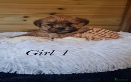 Shorkie dogs for sale: 9 stunning shorkie puppies - Image 4