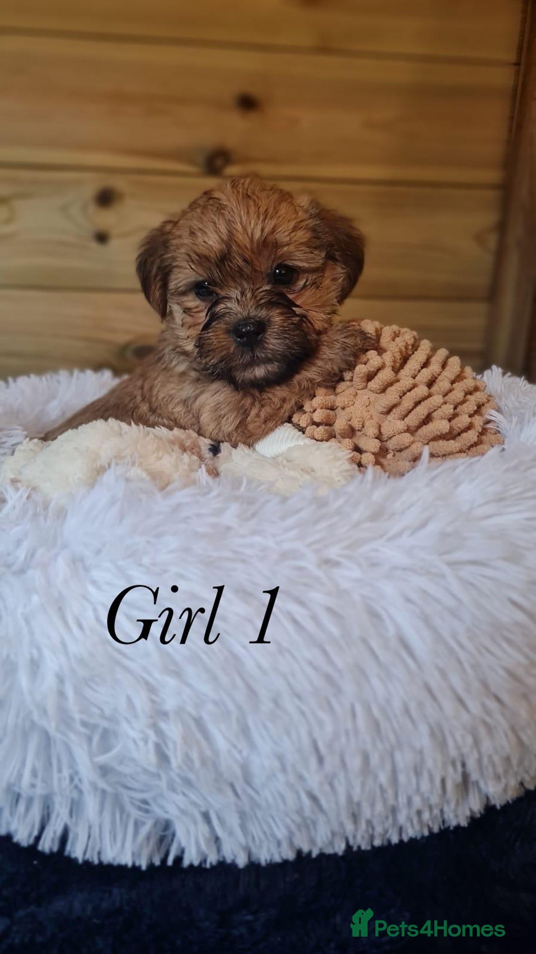 Shorkie dogs for sale: 9 stunning shorkie puppies - Image 4