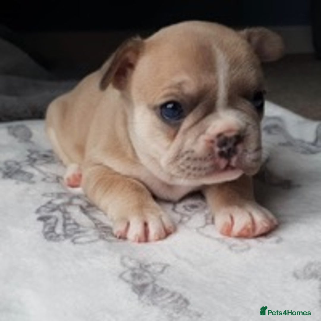 French Bulldog dogs for stud: Kc reg rare markings in Peterborough - Advert 16
