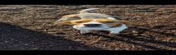 Beagle dogs for sale: Lovely, beautiful beagle for sale - Advert 3