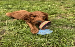 Irish Doodle dogs for sale: Irish doodles - Image 26