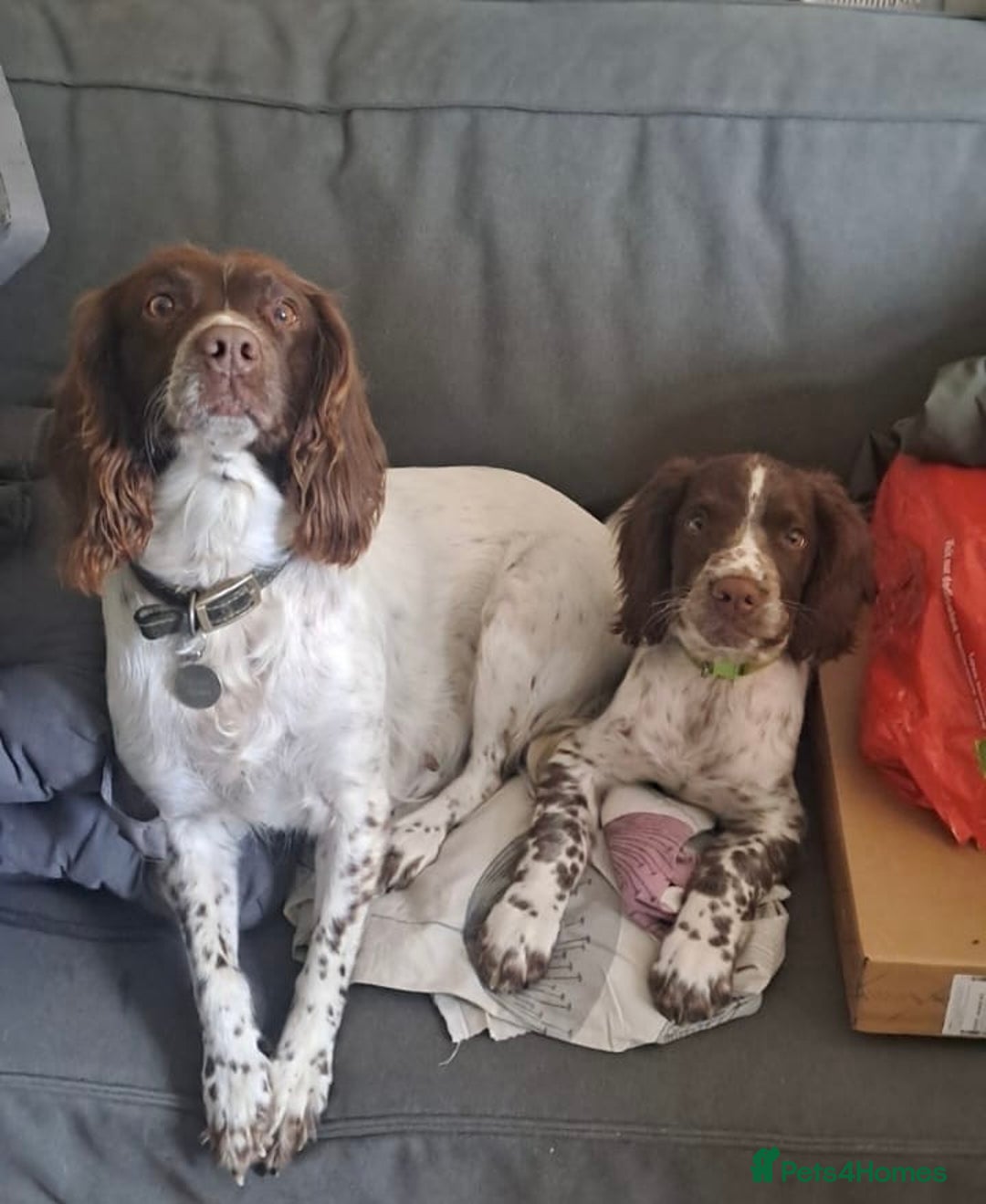 English Springer Spaniel dogs for sale: English springer spaniel male puppy - Image 6