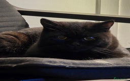 British Shorthair cats for sale: Black british short hair  - Image 4