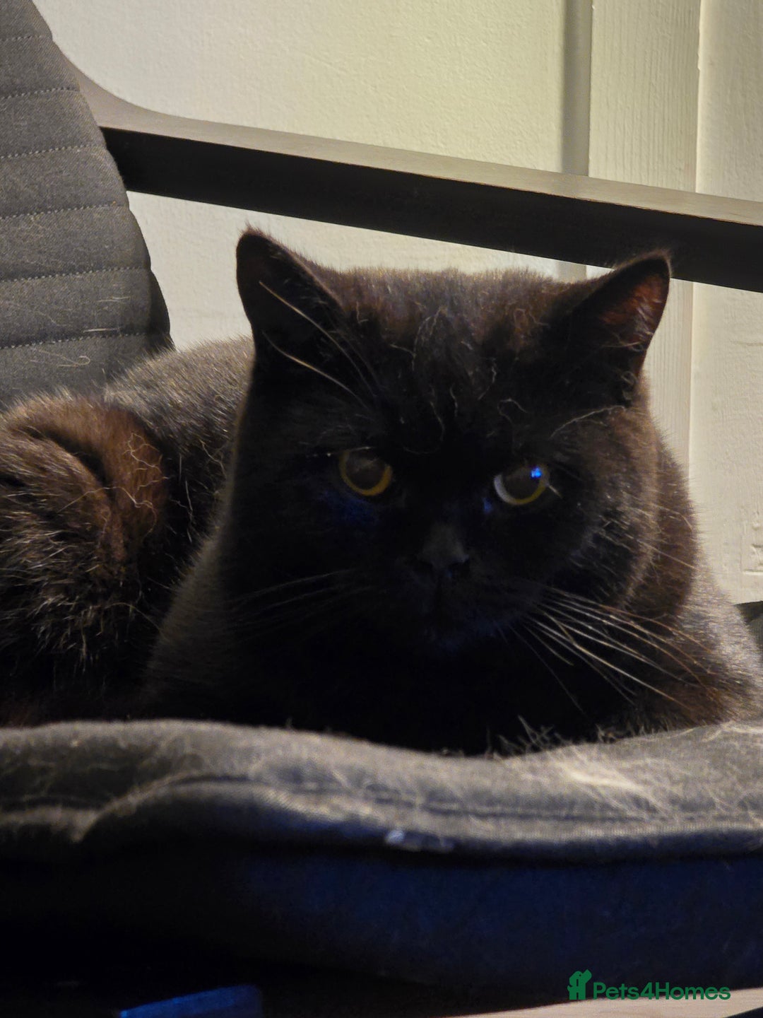 British Shorthair cats for sale: Black british short hair  - Image 4