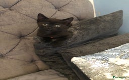 Mixed Breed cats for sale: 2 stunning kittens x - Image 2