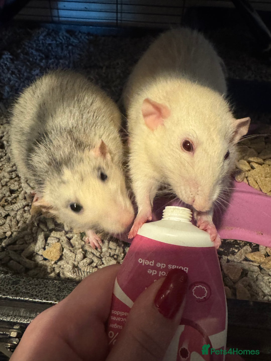 Rat rodents for sale: 2 adult rats for rehoming — experienced owners - Advert 5