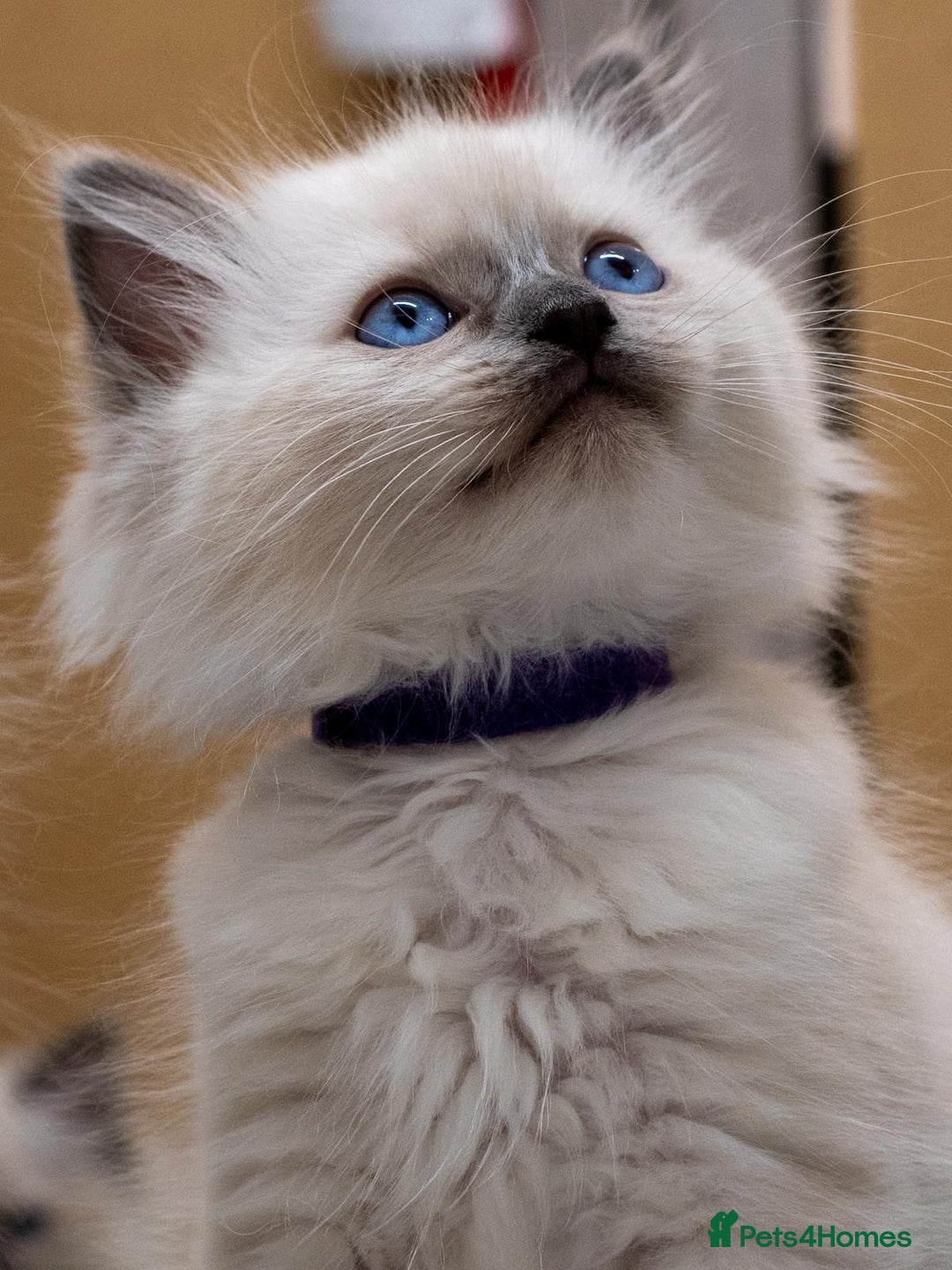 Ragdoll cats for sale: 🏅Last 2 GCCF Ragdoll kittens Ready now - Advert 7