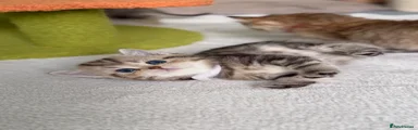 British Shorthair 3