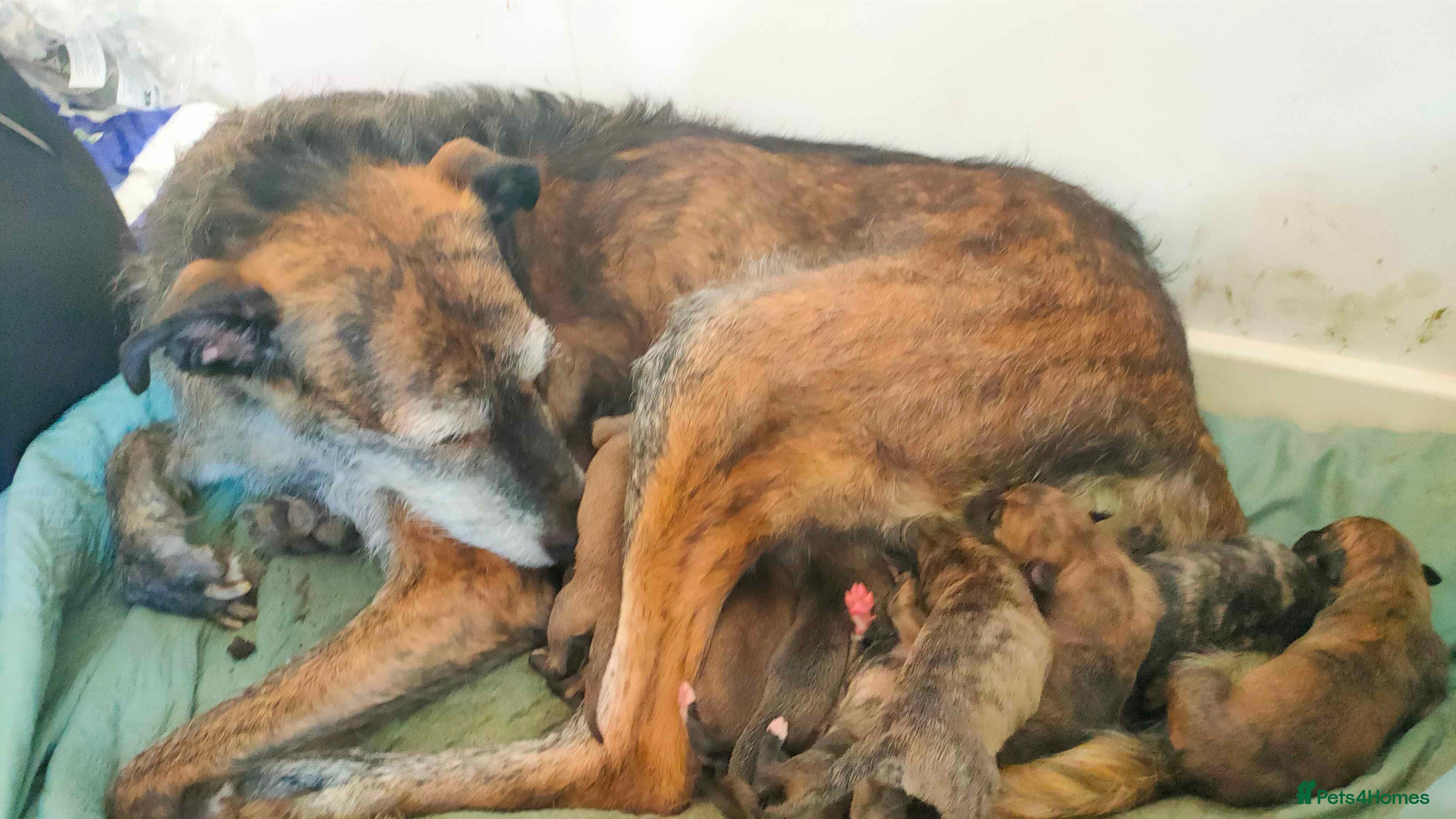 Lurcher dogs 10 Outstanding Lurcher Puppies - Advert 1