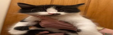 Maine Coon 2