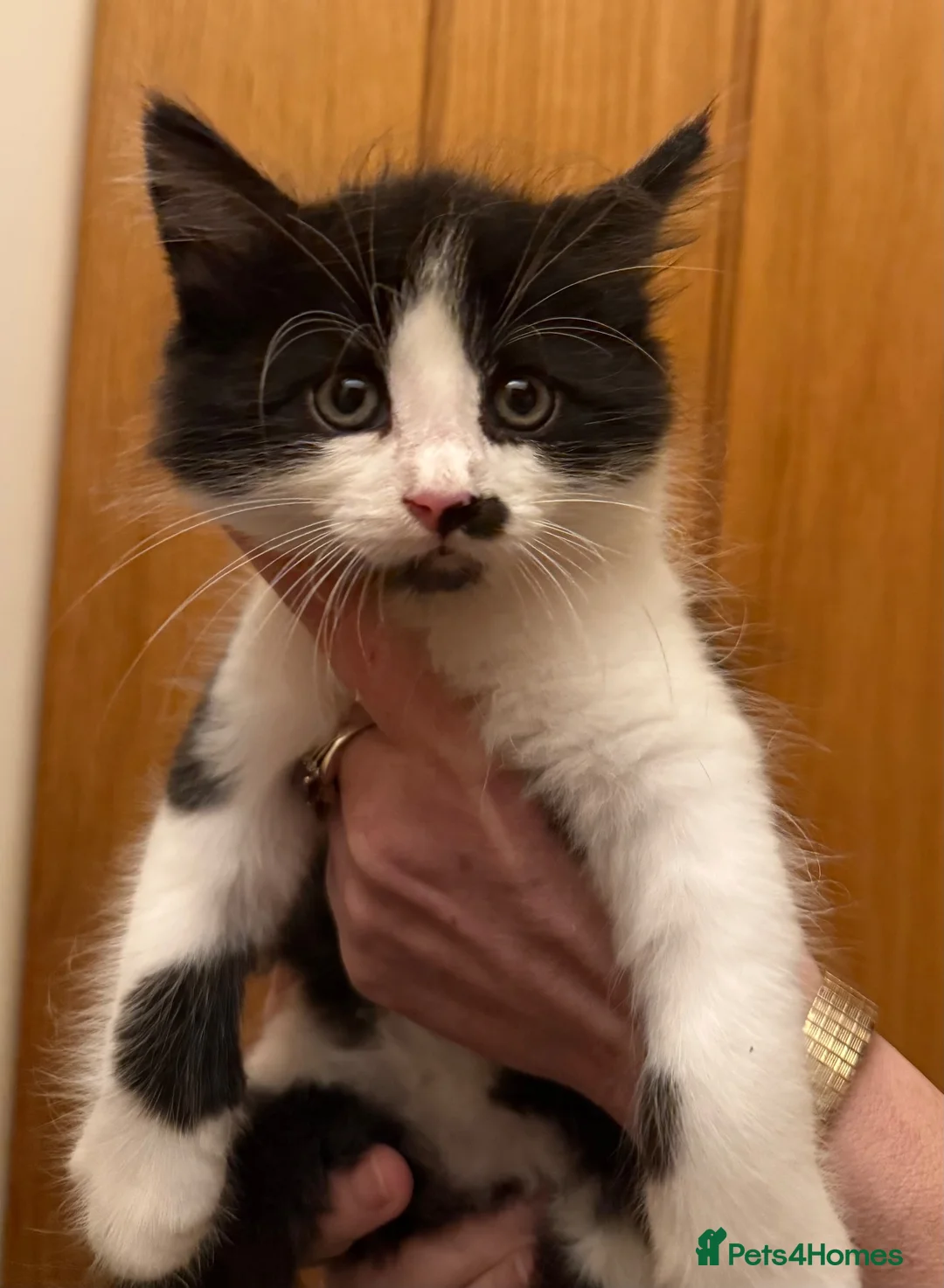 Maine Coon cats for sale: Gorgeous Maine Coon kittens looking for homes - Advert 2