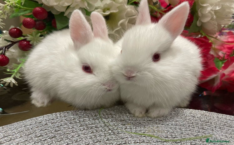 Netherland Dwarf rabbits - Advert 3