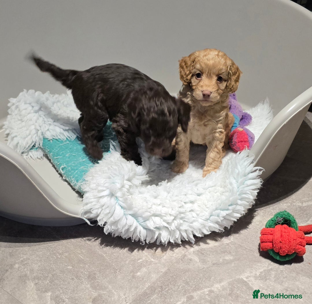 Cockapoo dogs for sale: F1 cockapoo puppies - extensive health tests - Advert 12